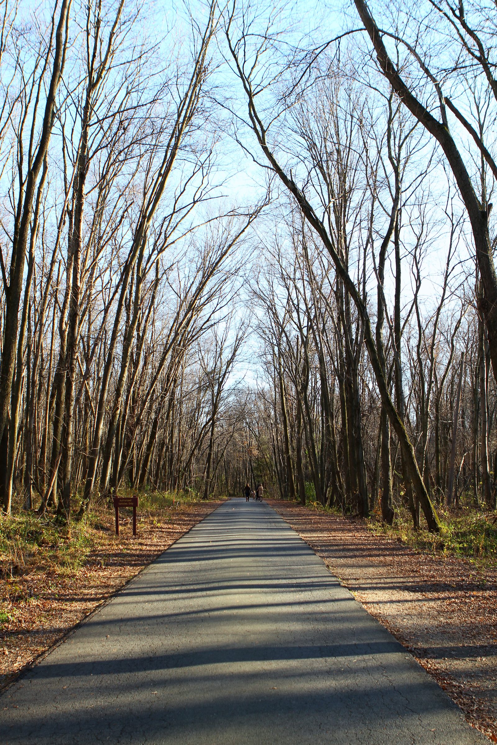 Asphalt path vanishing into a tunnel of tall bare tree trunks.