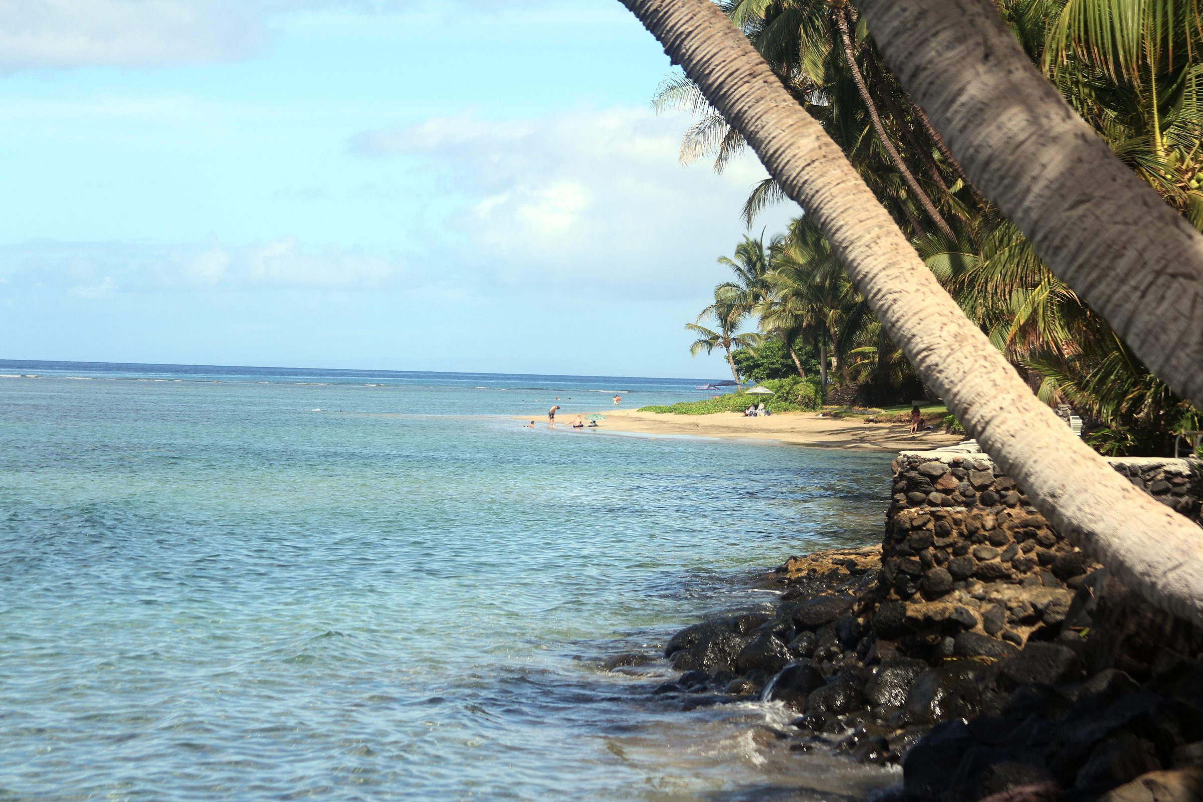 Tropical beach with turquoise water framed by curved palm trunks.