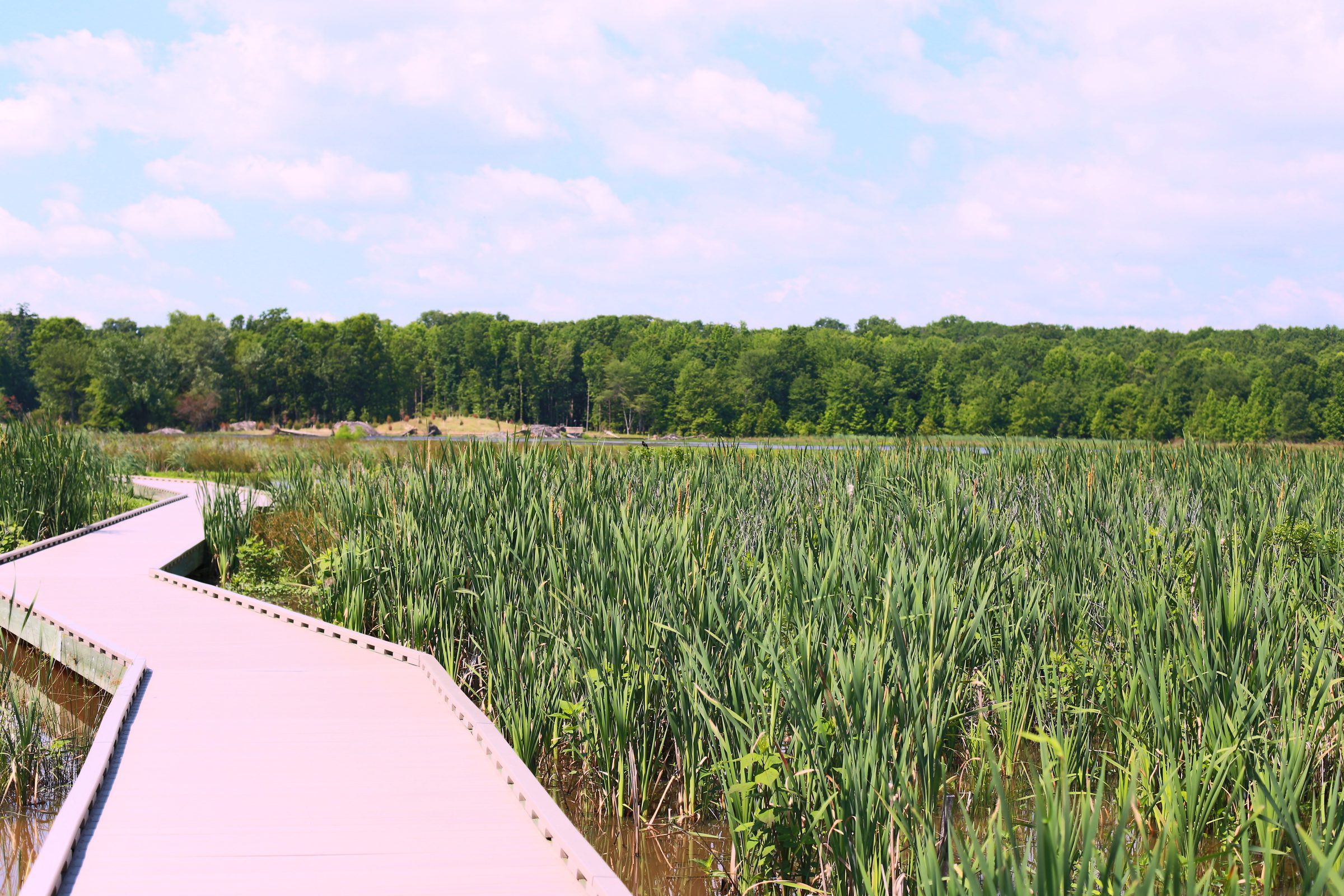 Zigzag boardwalk through tall green reeds under clear sky.