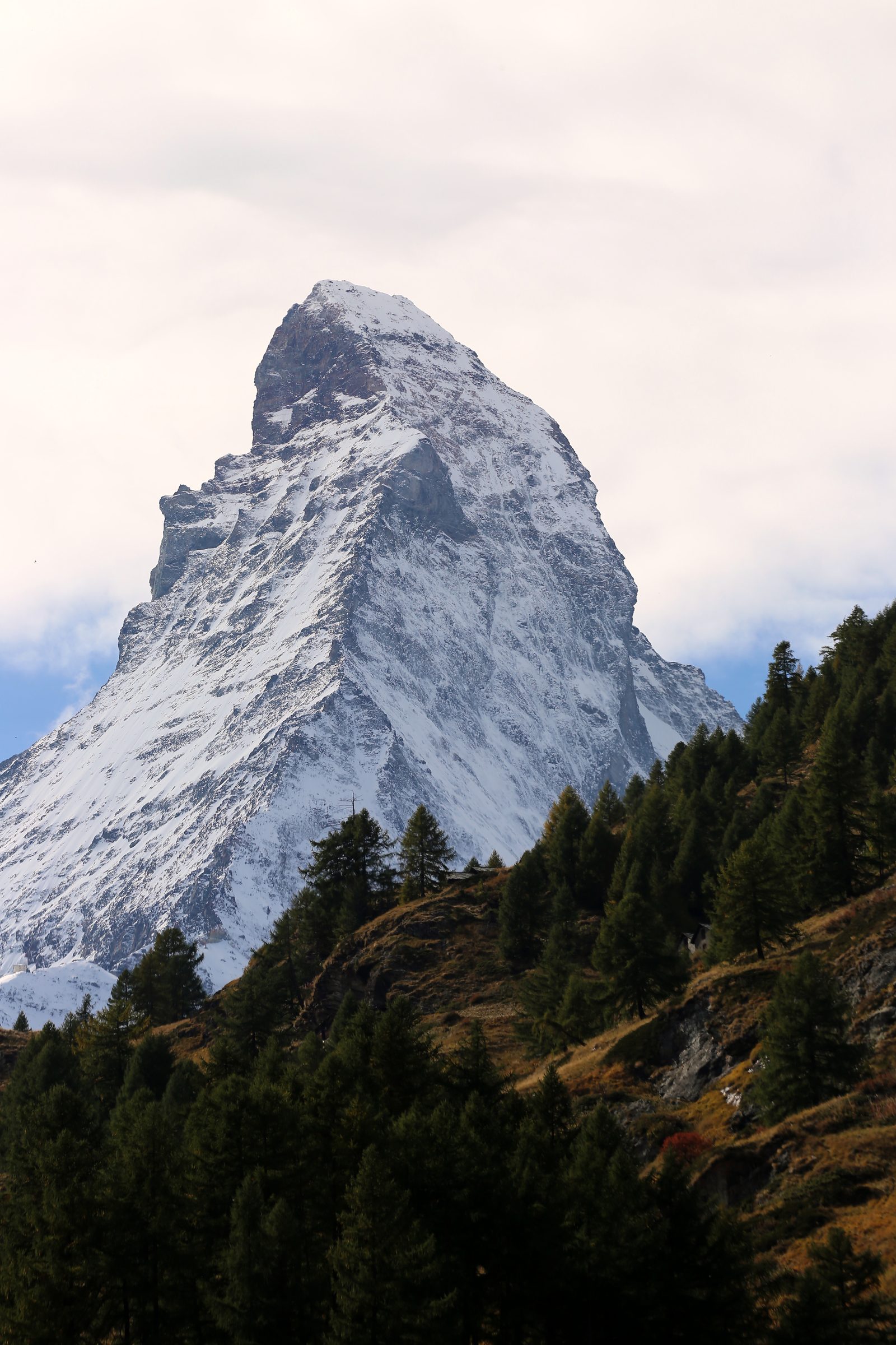 Vertical Matterhorn framed by dark pines on an autumn slope.