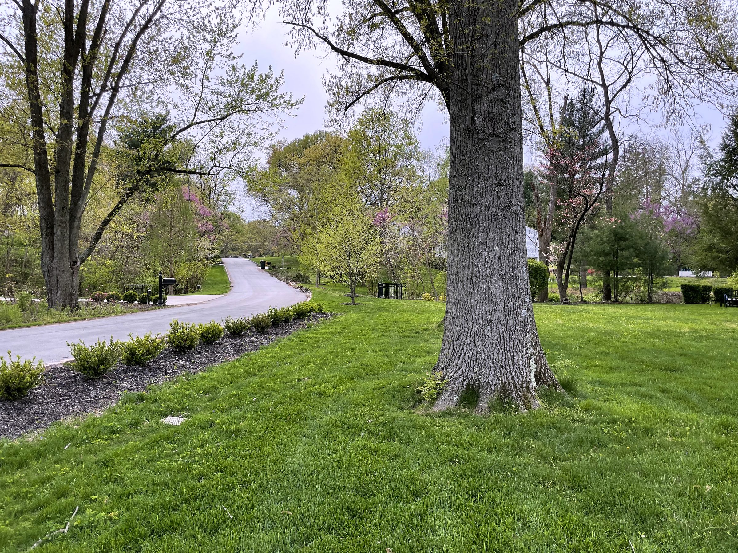 Spring park path with a large tree and fresh green grass.