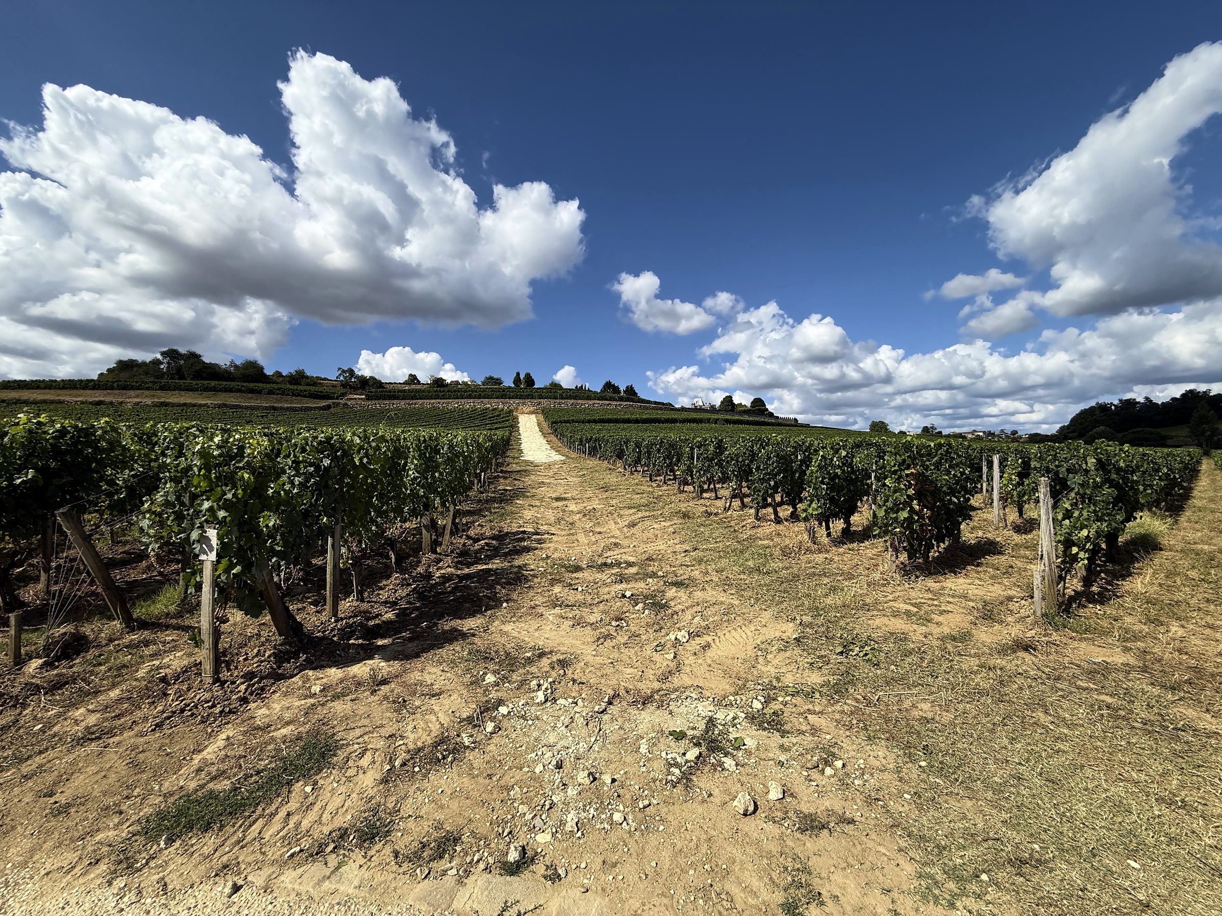 Gravel path climbing through vineyard toward puffy white clouds.