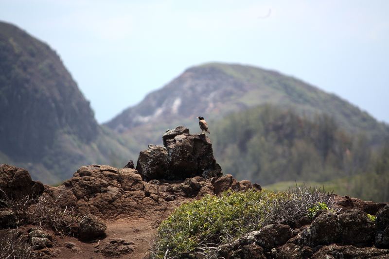Two birds perched on dark volcanic rock with soft hills beyond.