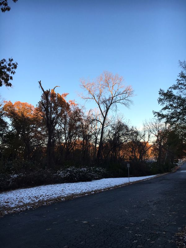 Paved path by dark trees with frost or snow on the verge.