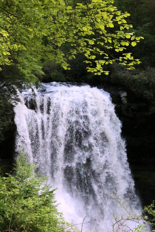 White waterfall framed by bright lime spring leaves.