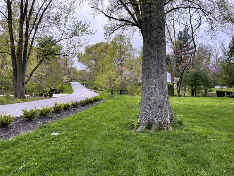 Spring park path with a large tree and fresh green grass.