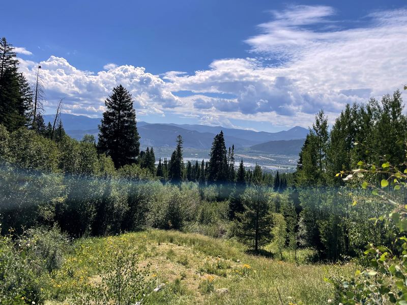Hillside meadow dropping toward a hazy pine valley.