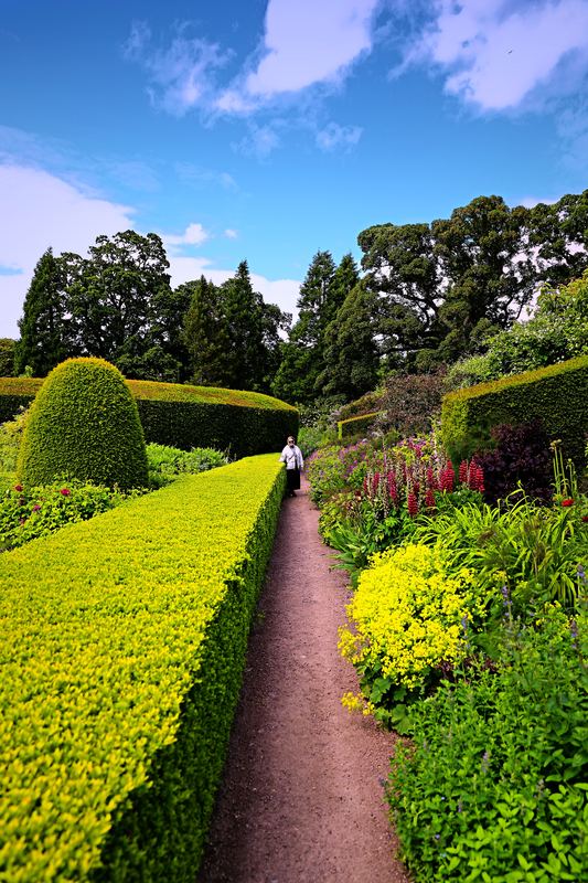 Straight hedge path with yellow flowers toward distant trees.